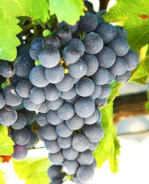 Виноград темно-синий "Изабелла" (столовый сорт, поздний срок созревания) фото-0