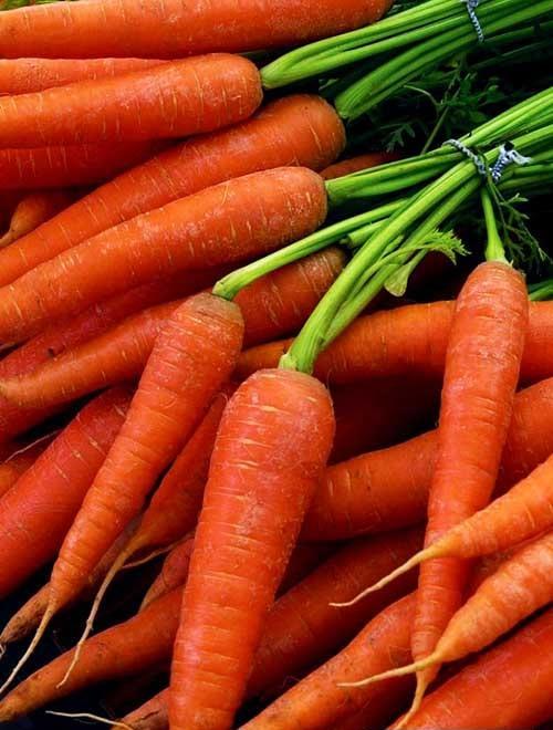 Морковь "Каллисто" 1г фото-0