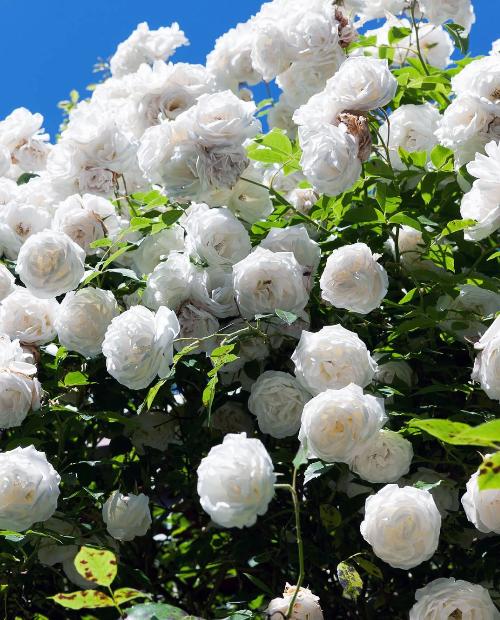 Роза плетистая Айсберг нежно-белая (саженец класса АА+) высший сорт  фото-3