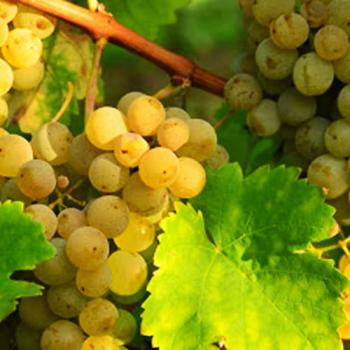 Виноград зеленовато-белый "Алиготе" (винный сорт, средне-раннего срока созревания)