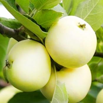 Яблоня колоновидная зеленовато-белая "Белоснежка" (поздний срок созревания)