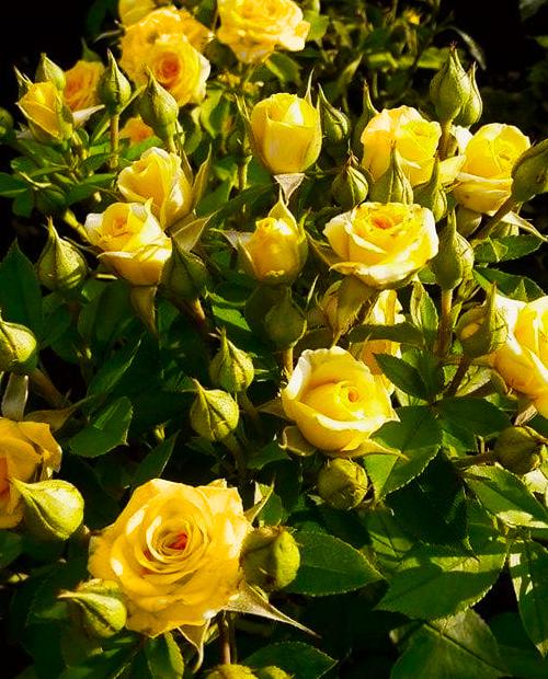 Роза спрей Фи Фи (Fi Fi) ярко-желтая (обильно-цветущий сорт) фото-3