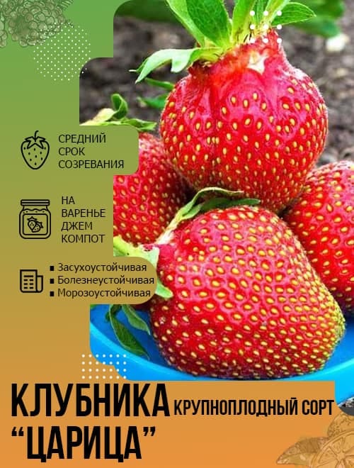 Клубника Царица (крупноплодный сорт, средний срок созревания) 5шт фото-4
