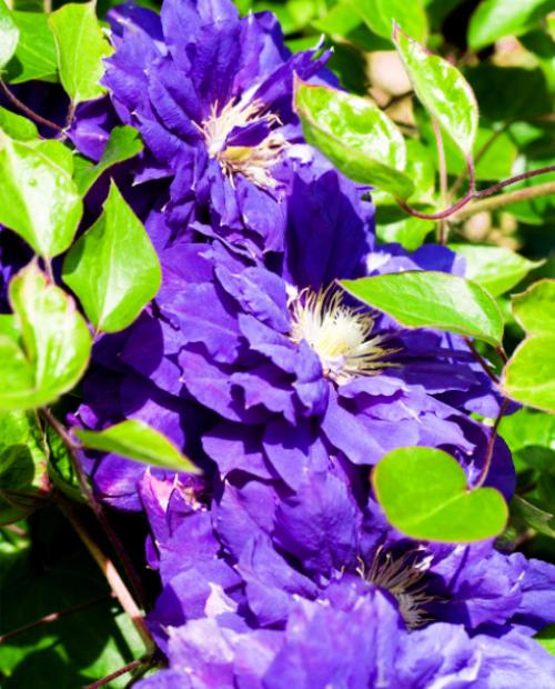 Клематис махровый фиолетовый "Kiri Te Kanawa" (Kири Те Канава) (корневая окс) фото-2