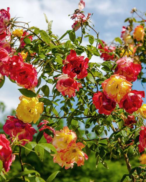 Роза плетистая Полька бабочка желто-красная (саженец класса АА+) высший сорт фото-1