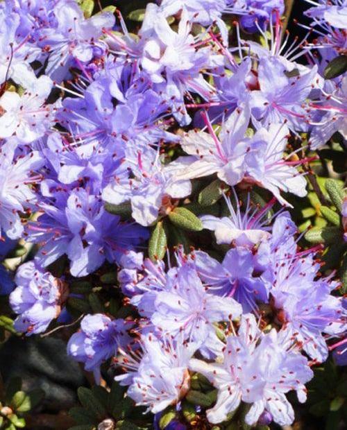 Рододендрон азалия фиолетово-синяя "Импедитум" (Impeditum) фото-