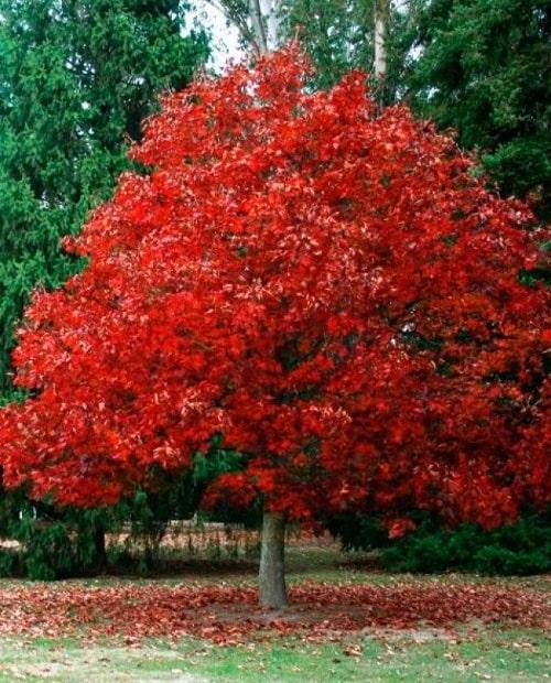 Дуб красный "Канадский" 3-х летний (Red Canadian oak) высота саженца 30-60 см фото-0