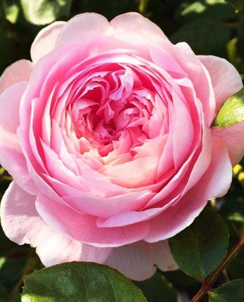 Роза английская розовая "Антик" (Antike) (саженец класса АА+) высший сорт фото-0