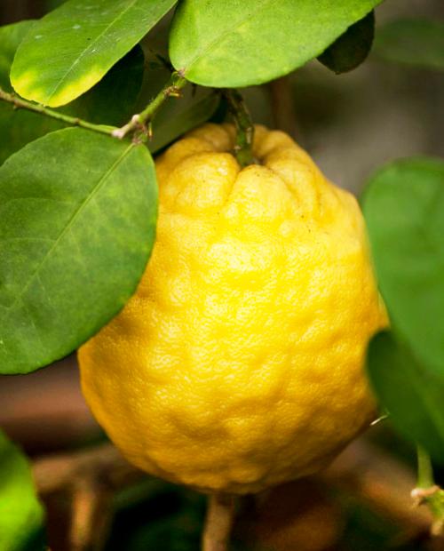 Лимон "Пандероза" (гибрид цитрона, грейпфрута и лимона) фото-3