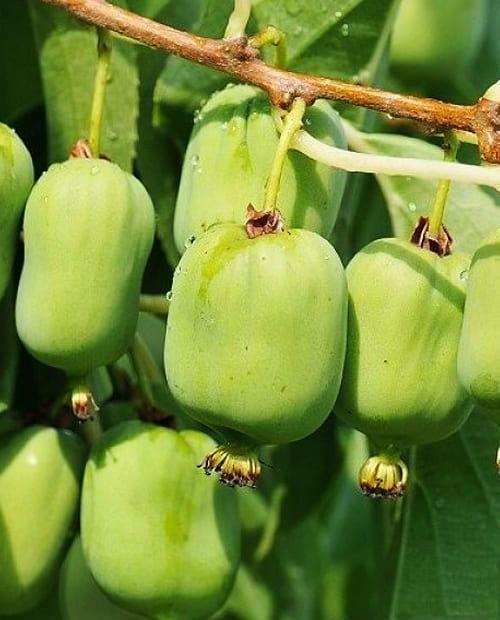 Мини-киви темно-зеленая "Изобильная" (актинидия, раннего срока созревания, женский цветок) фото-