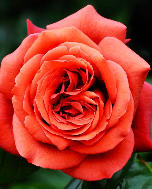 Роза чайно-гибридная Терракота кофейно-коричневая (саженец класса АА+) высший сорт  фото-2