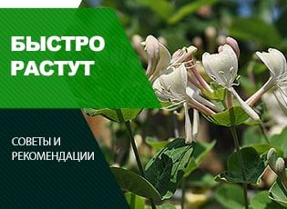 Быстрорастущие кустарники