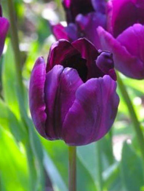 Тюльпан saigon double фото и описание
