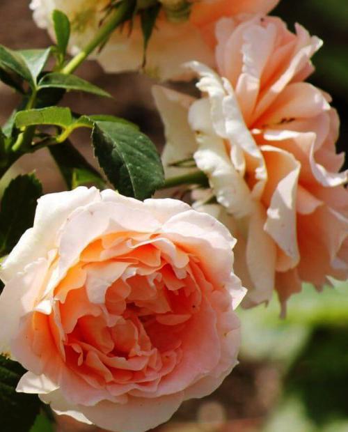 Роза плетистая розово-оранжевая "Полька" (саженец класса АА+) высший сорт фото-2