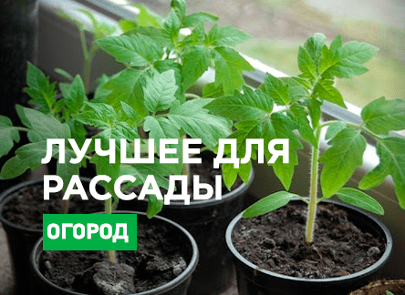 Сад Огород Сургут Магазин