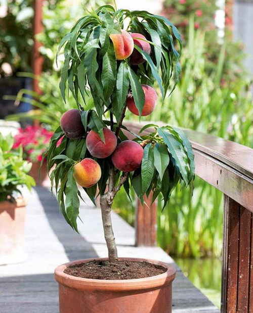 Персик колоновидный оранжево-красный  "Перстень" (Ring) (премиальный высокоурожайный сорт) фото-