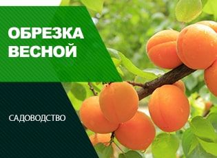 Обрезка абрикоса весной