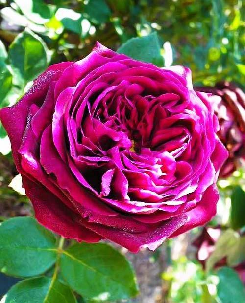 Роза парковая пурпурно-малиновая "Принц" (саженец класса АА+) высший сорт фото-0