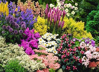 Многолетние цветы, которые украсят ваш сад на всё лето