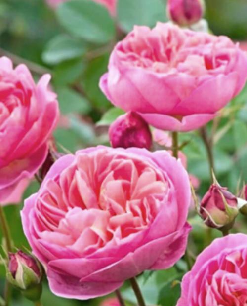 Роза английская ярко-розовая "Боскобель" (саженец класса АА+) высший сорт фото-3