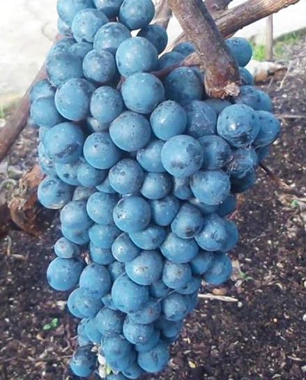 Виноград темно-синий "Триумф" (столовый сорт, ранний срок созревания) фото-2