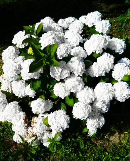 Гортензия крупнолистная Брайт Вайт (Bright White) нежно-белая (контейнер p9) 1-год фото-3
