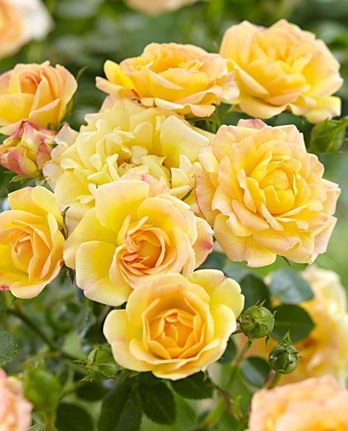 Роза спрей Сан Сити желтая (саженец класса АА+) высший сорт фото-0