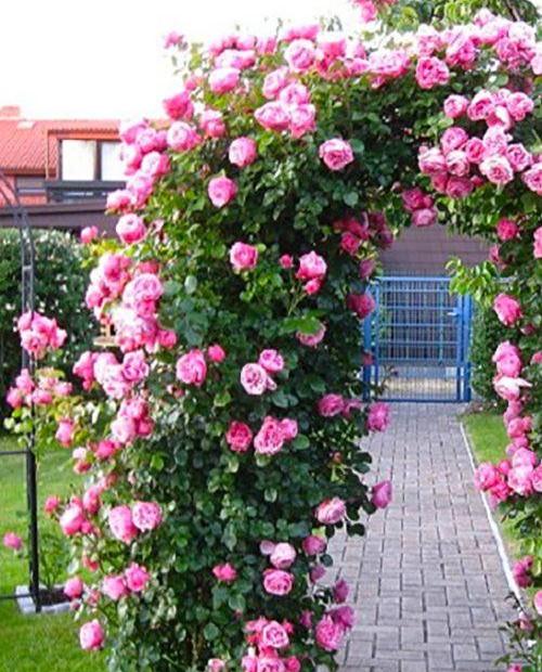 роза плетистая розовая фото