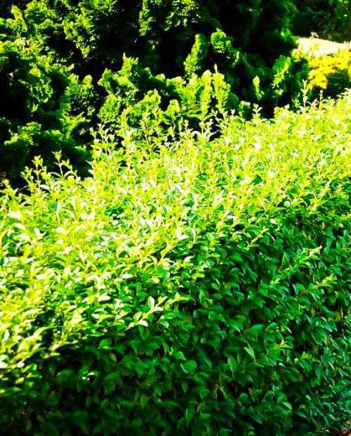 Бирючина зеленая густоветвистая "Живая изгородь" (Piramidale) (контейнер p9) фото-2