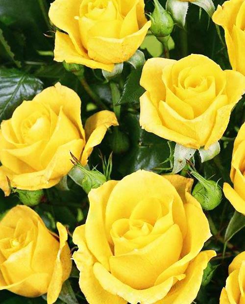 Роза спрей Фи Фи (Fi Fi) ярко-желтая (обильно-цветущий сорт) фото-0