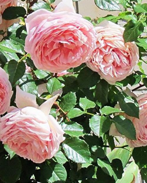 Роза английская светло-розовая "Виктория" (саженец класса АА+) высший сорт  фото-2