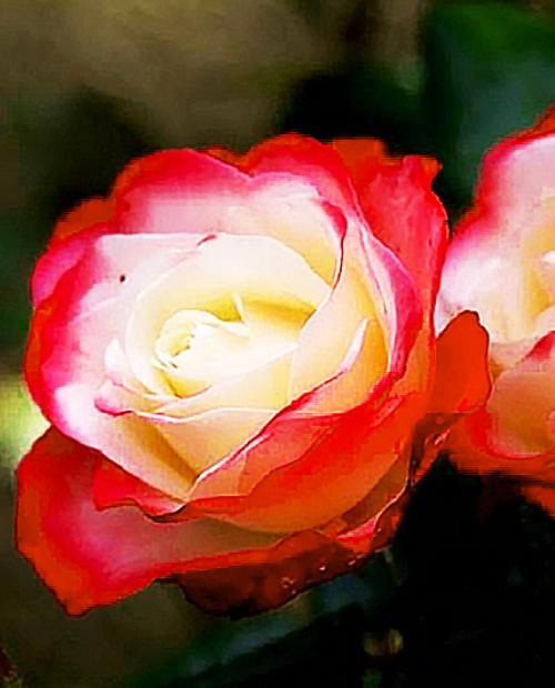 Роза чайно-гибридная бело-красная "Ностальгия" (саженец класса АА+) высший сорт фото-3