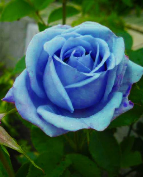 Роза чайно-гибридная пурпурно-голубая "Голубой нил" (саженец класса АА+) высший сорт  фото-3