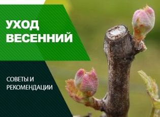 Уход за виноградом весной