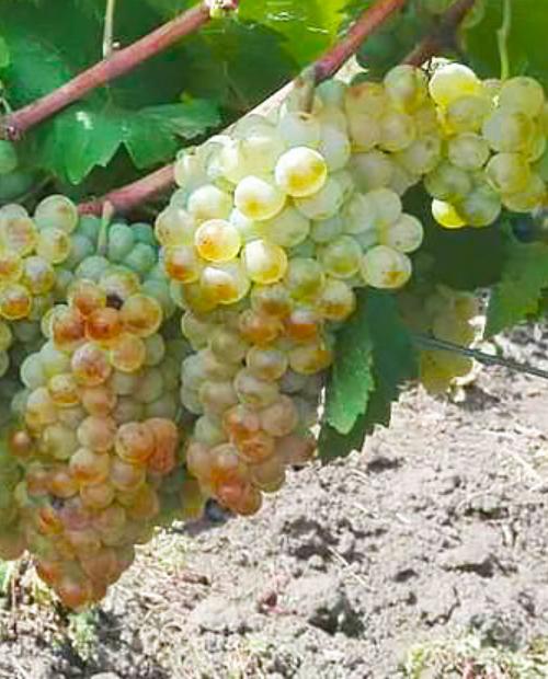 Виноград зеленовато-белый "Алиготе" (винный сорт, средне-раннего срока созревания) фото-3