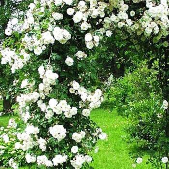 Роза плетистая нежно-белая "Амур" (Amur) (саженец класса АА+, премиальный сорт, долгоцветущая)