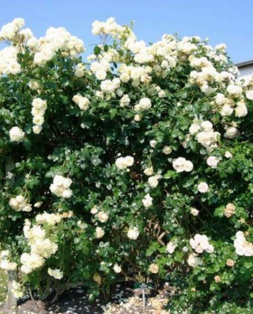 Роза плетистая Эльф (Elfe) нежно-кремовая (саженец класса АА+) высший сорт фото-3