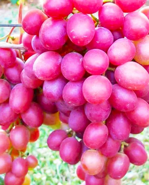 Виноград розовый "Анюта" (столовый сорт, средне-поздний срок созревания) фото-3