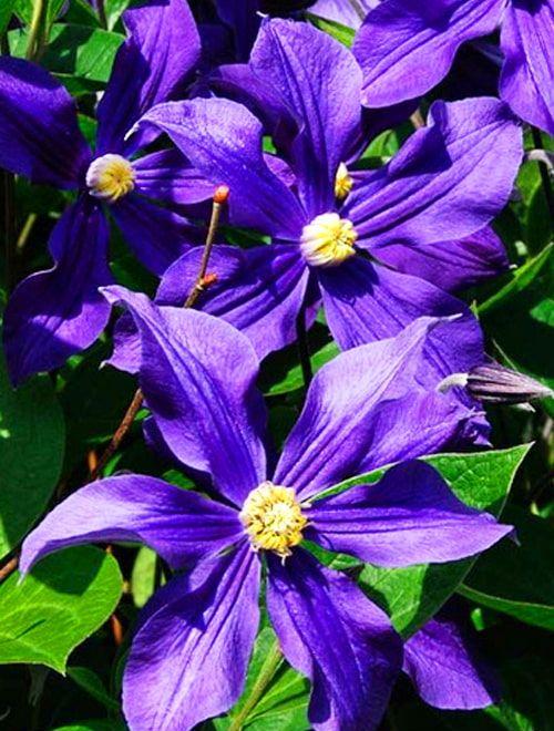 Клематис Дуранди (Durandii) фиолетово-синий (корневая окс) фото-0