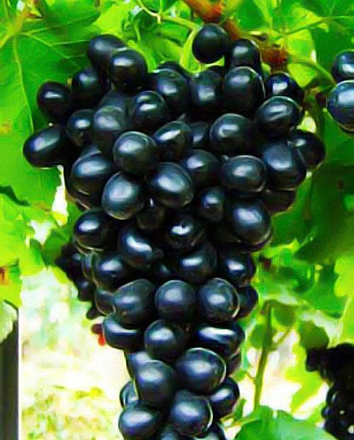 Виноград темно-фиолетовый "Молдова" (столовый сорт, средне-поздний срок созревания) фото-