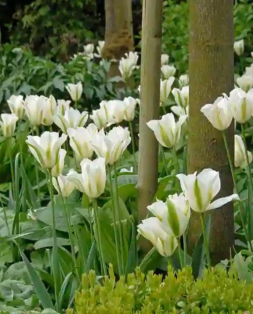 Тюльпан Спринг Грин (Spring Green) зеленоцветный 3шт в упаковке (размер 11\12) фото-3