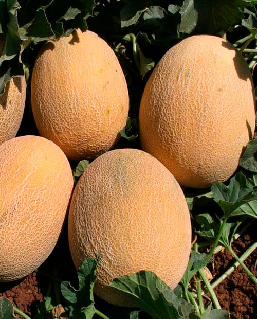 Дыня "Ананас" 0,5г фото-3