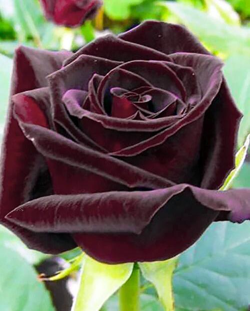 Роза чайно-гибридная темно-бордовая "Королевство грез" (Kingdom of Dreams) (саженец класса АА+) фото-1