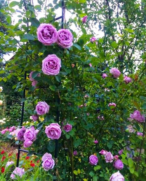 Роза плетистая Индиголетта фиолетовая (саженец класса АА+) высший сорт фото-3