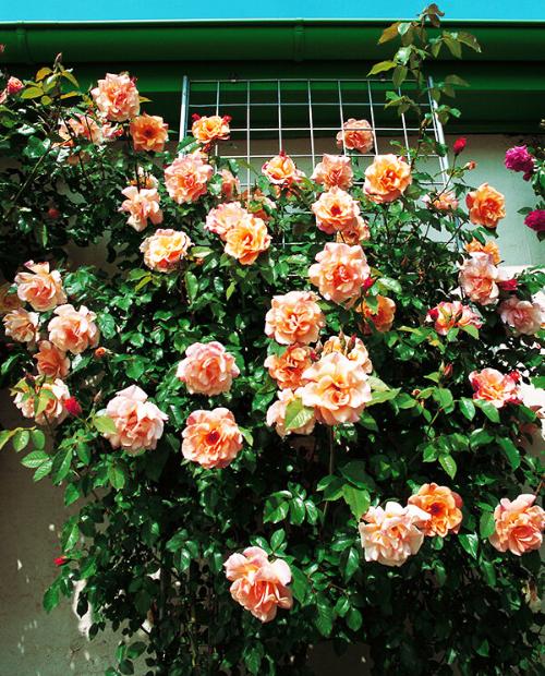Роза плетистая Бриз оф Лайф абрикосовая (саженец класса АА+) высший сорт фото-2