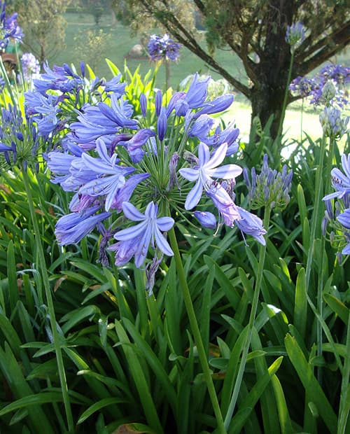 Агапантус "Блю Африканус" (Blue Аfricanus) 1шт в упаковке фото-1