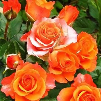 Роза спрей оранжевая "Лайт Оранж " (саженец класса АА+) высший сорт