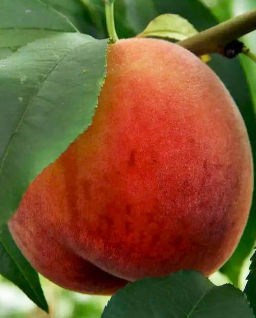 Персик оранжево-красный "Дикрас" (средний срок созревания) фото-1