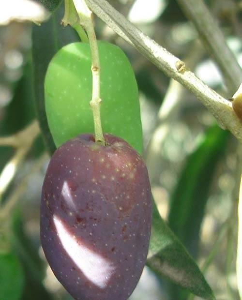 Оливковое дерево "Каламата" (Kalamata) фото-0