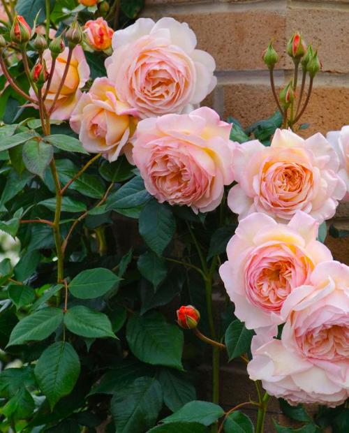 Роза английская Э Шропшир персиковая (саженец класса АА+) высший сорт фото-1